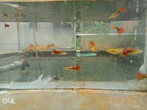 Red tuxedo guppies. breeding pairs