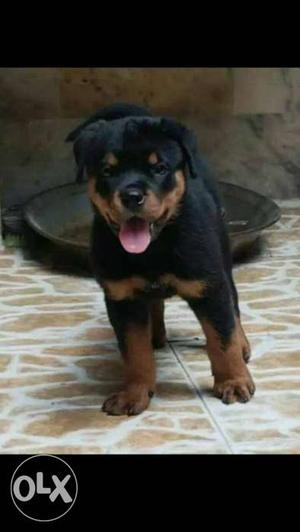Rottweiler camp breed pure