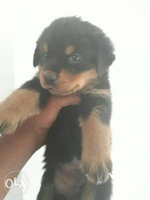 Rottweiler female Puppies