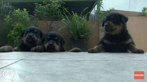Rottweiler heavy quality punch face puppies