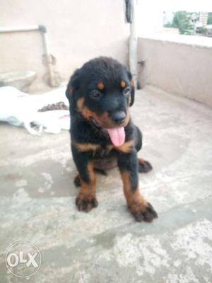 Rottweiler puppy for sale. Male puppy is