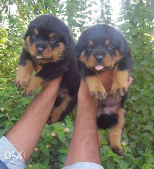 Rottweillar very active and healthy puppies