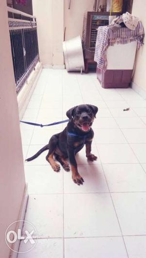 Rotweiler for sale 3mnths old pure breed full