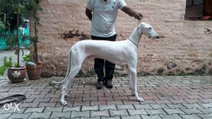 Royal Breed Recognized by kennel club of india Mudhol hound