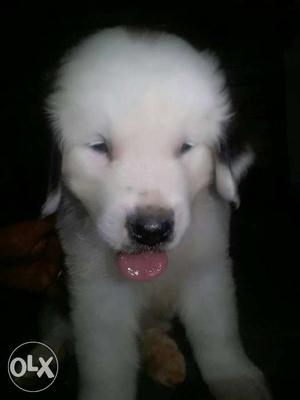 Saint Barnard puppy male and female available