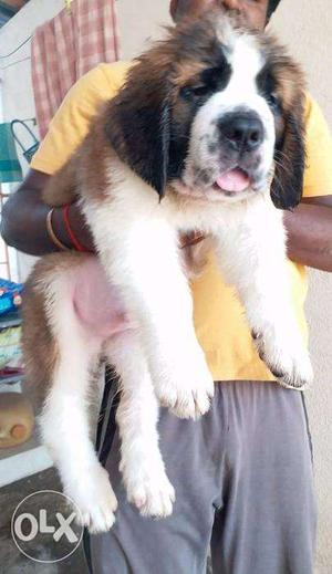 Saint bernard puppies vaccinated and certified