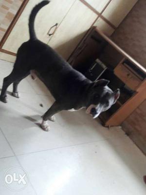 Sale pit bull one year baby heavy pure breed