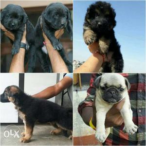 Sell All Types Live Pets Pathankot