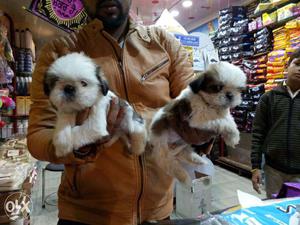 Shihtzu Puppies With Kennel Paper Available