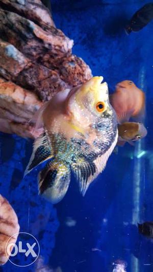 Short body flowerhorn very friendly & active...