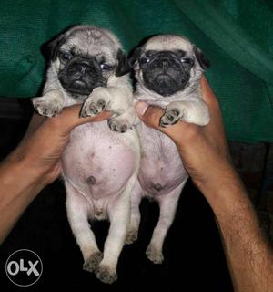 Show Quality Pug Male&female Pup Available for