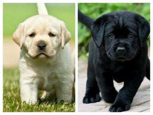 "Show quality Black and Golden Labrador pups for Sell".