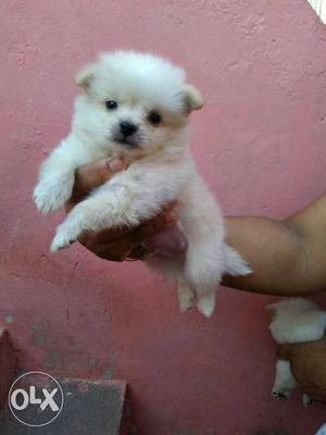 Show quality Pomeranian pupps for sale