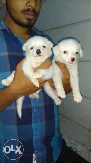Small Height White Pom Puppy Sell
