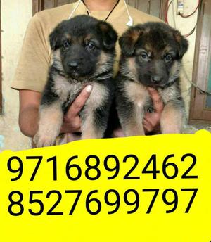 Super sell of puppies in faridabad**German