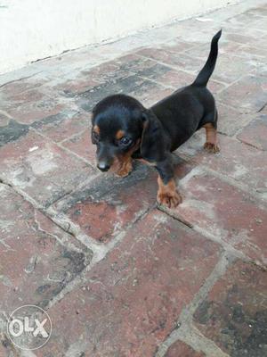 Superb quality datch hund male pup for sell