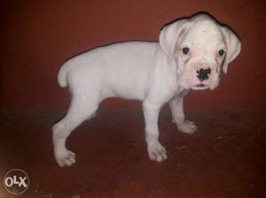 Top Quality Fully Heavy Bone White Boxer Male