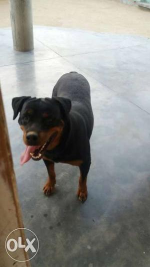 Top Quality rott weiller female 2 year old for