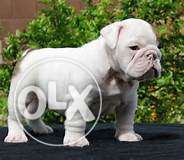Top quality 100% pure breed bull dog puppies