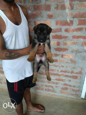 Top quality German Shepherd male pup available