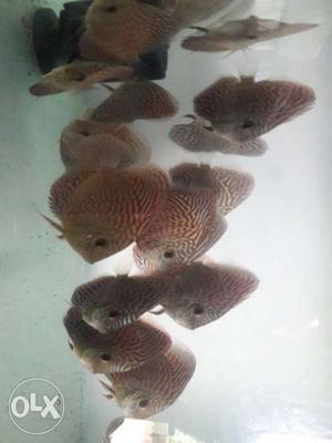 Turquise discus Fir more details call