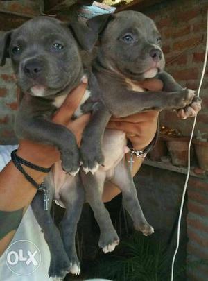 Two Black American Pitbull Terrier Puppies