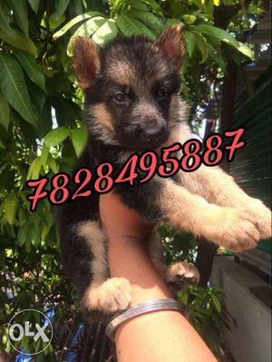 Vaccination Female German shepherd puppy available.