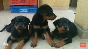 Very good quality nd very healthy rottweiler puppies