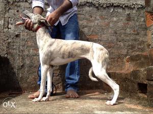 Whippet female available for sale \