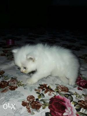 White Medium Fur Kitten