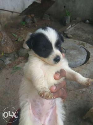 White and black colour mix dog cross breed
