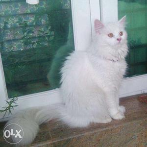White doll face female persian cat in heat,ready