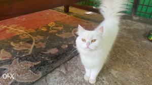 White doll pace female cat