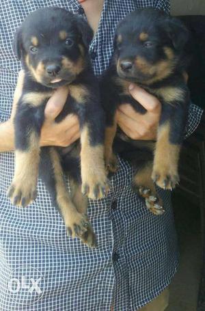 Two Mahogany Rottweiliers