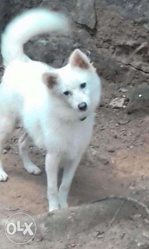10 month old male pomerian for sale..
