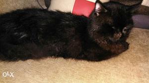 10 months old black Persian cat seeking a lovely