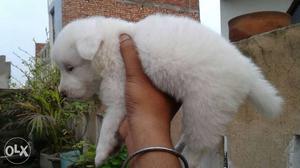15 days male pomerian puppy pure breed high