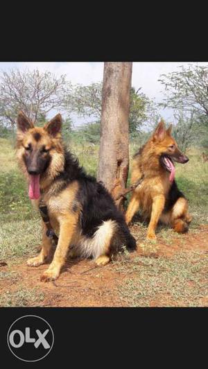 2 female shepherd puppy microship,kci paper and