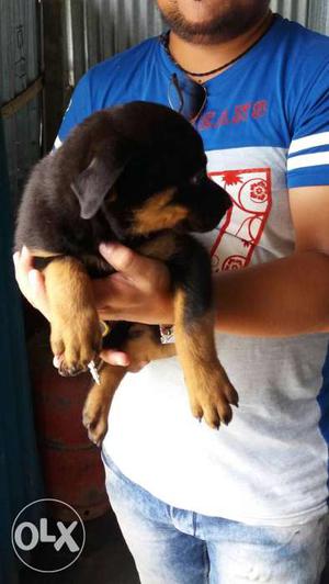 2 month 25 days rott puppies sell in siliguri