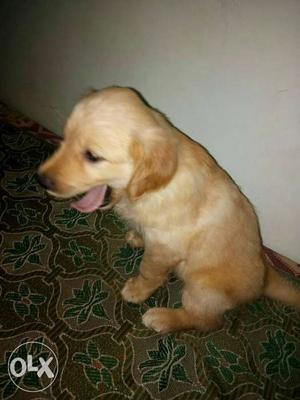 2months old orginal golden retriever femail