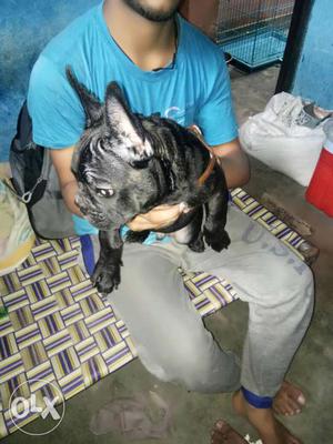 3 month old French bulldog male puppy vaccination complete