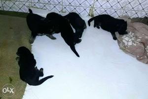30 days gsd double coated puppies for sale.