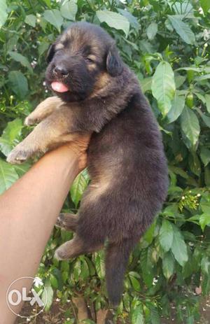 35 days old double coat German Shepherd available