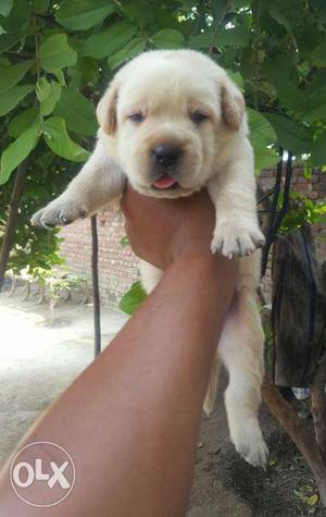 35 days old heavy bone labrador available