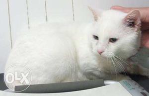 6 month white cat available only  call me