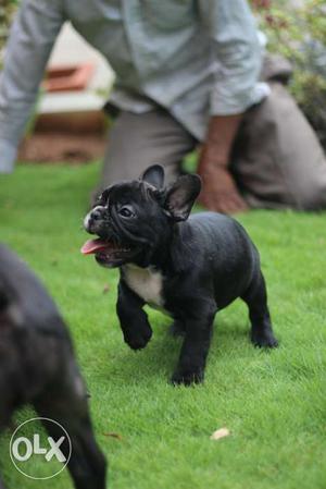 75 Days old french bull dog pups for sale.