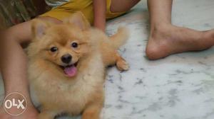 8 months old male toy pom for matting 15k or(sale in 55k)