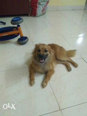 8 months old miniature pomorion for sale. Selling