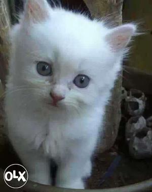 9O:Bhavngar: Persian Kitten" Labrador" Saint