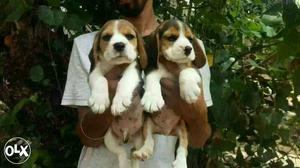 9O:Bhilai: Labrador" Boxer" Beagle" All Puppeis